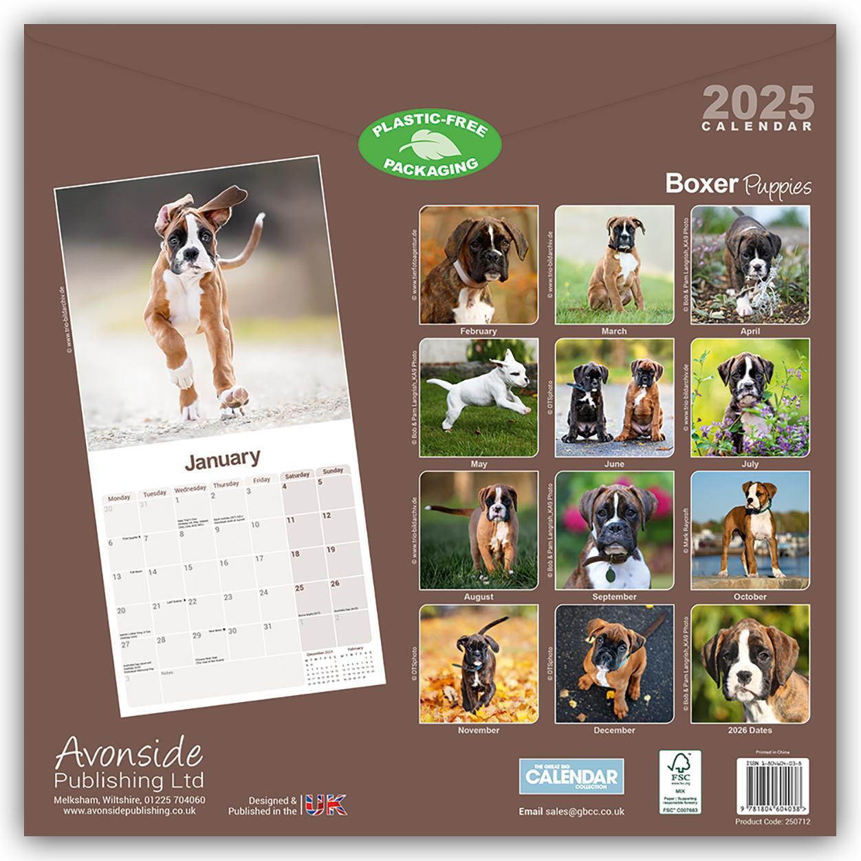 Rückseite: 9781804604038 | Boxer Puppies - Boxer Welpen 2025 - 16-Monatskalender | Ltd | Kalender