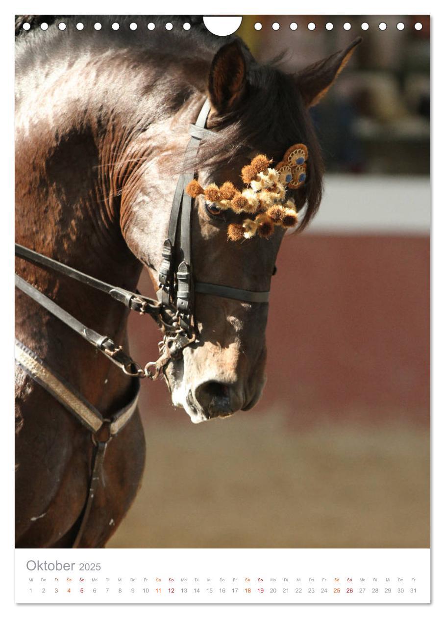 Bild: 9783435987702 | Caballos - Die schönen Pferde Spaniens (Wandkalender 2025 DIN A4...