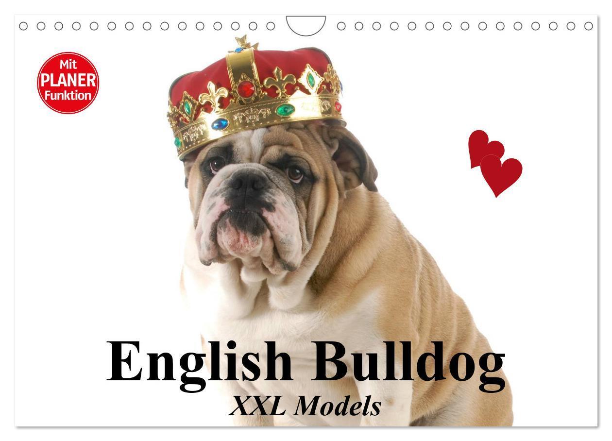 Cover: 9783675582019 | English Bulldog XXL Models (Wandkalender 2024 DIN A4 quer),...