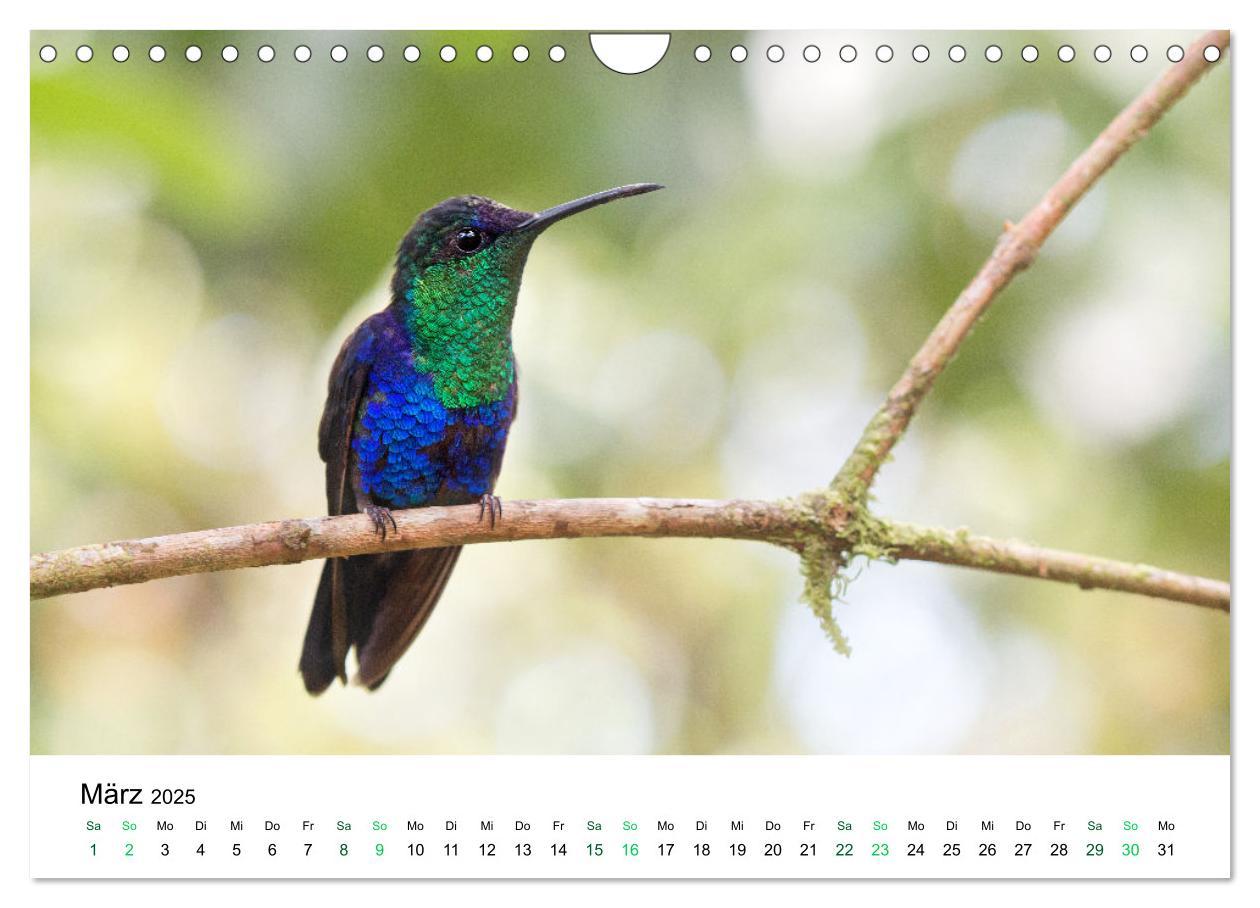 Bild: 9783383980756 | Costa Rica - Tropische Tierwelt (Wandkalender 2025 DIN A4 quer),...