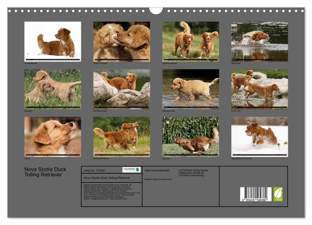 Bild: 9783435569380 | Nova Scotia Duck Tolling Retriever (Wandkalender 2025 DIN A3 quer),...