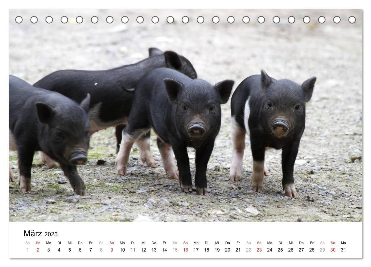 Bild: 9783435777501 | Schwein gehabt! (Tischkalender 2025 DIN A5 quer), CALVENDO...