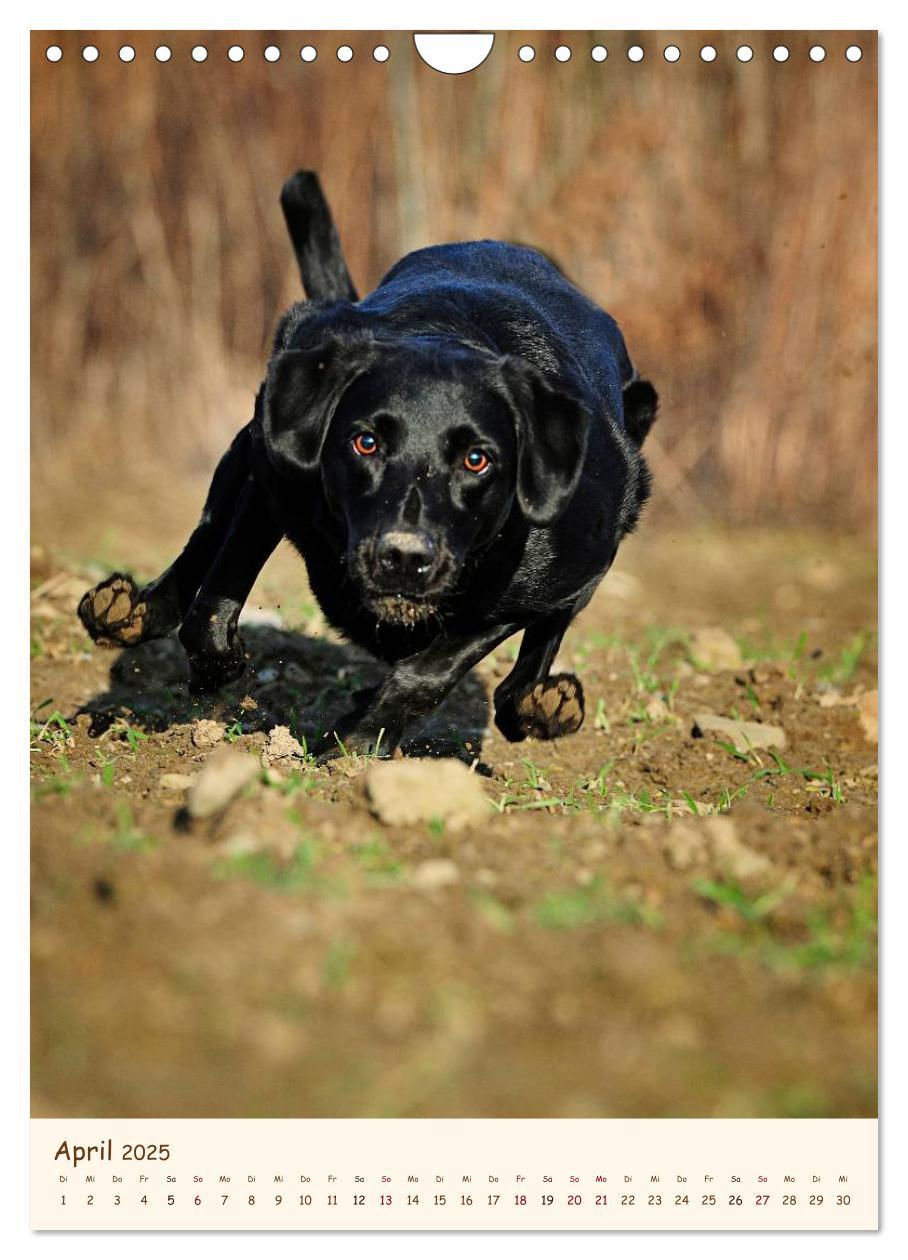 Bild: 9783457065211 | Labrador Retriever (Wandkalender 2025 DIN A4 hoch), CALVENDO...