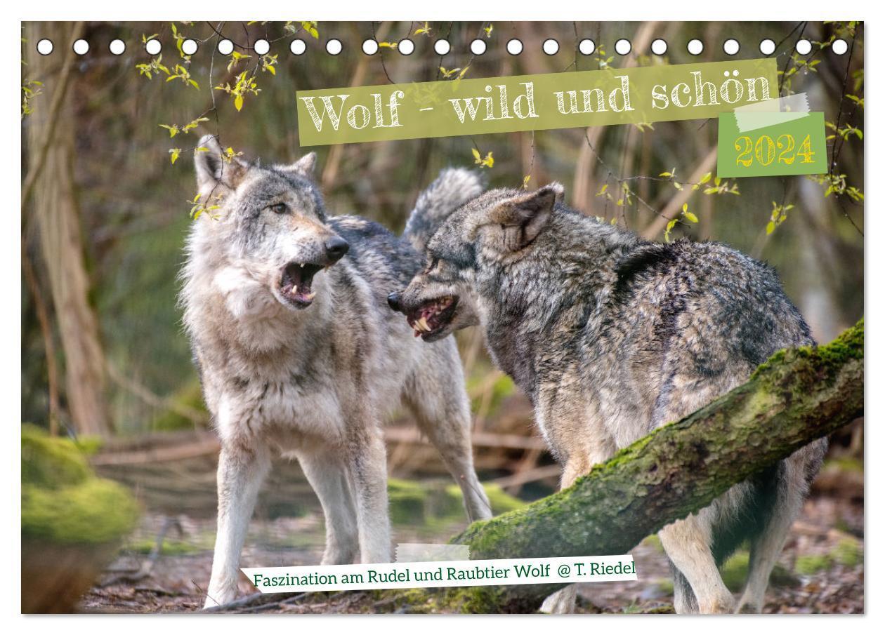 Cover: 9783675491519 | Wolf - wild und schön (Tischkalender 2024 DIN A5 quer), CALVENDO...