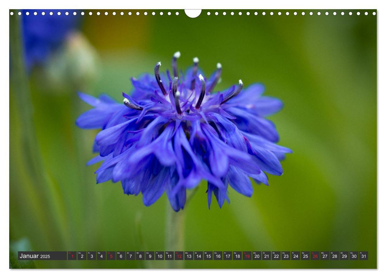 Bild: 9783383999376 | Makrowelt - Blumen und Insekten im Fokus (Wandkalender 2025 DIN A3...