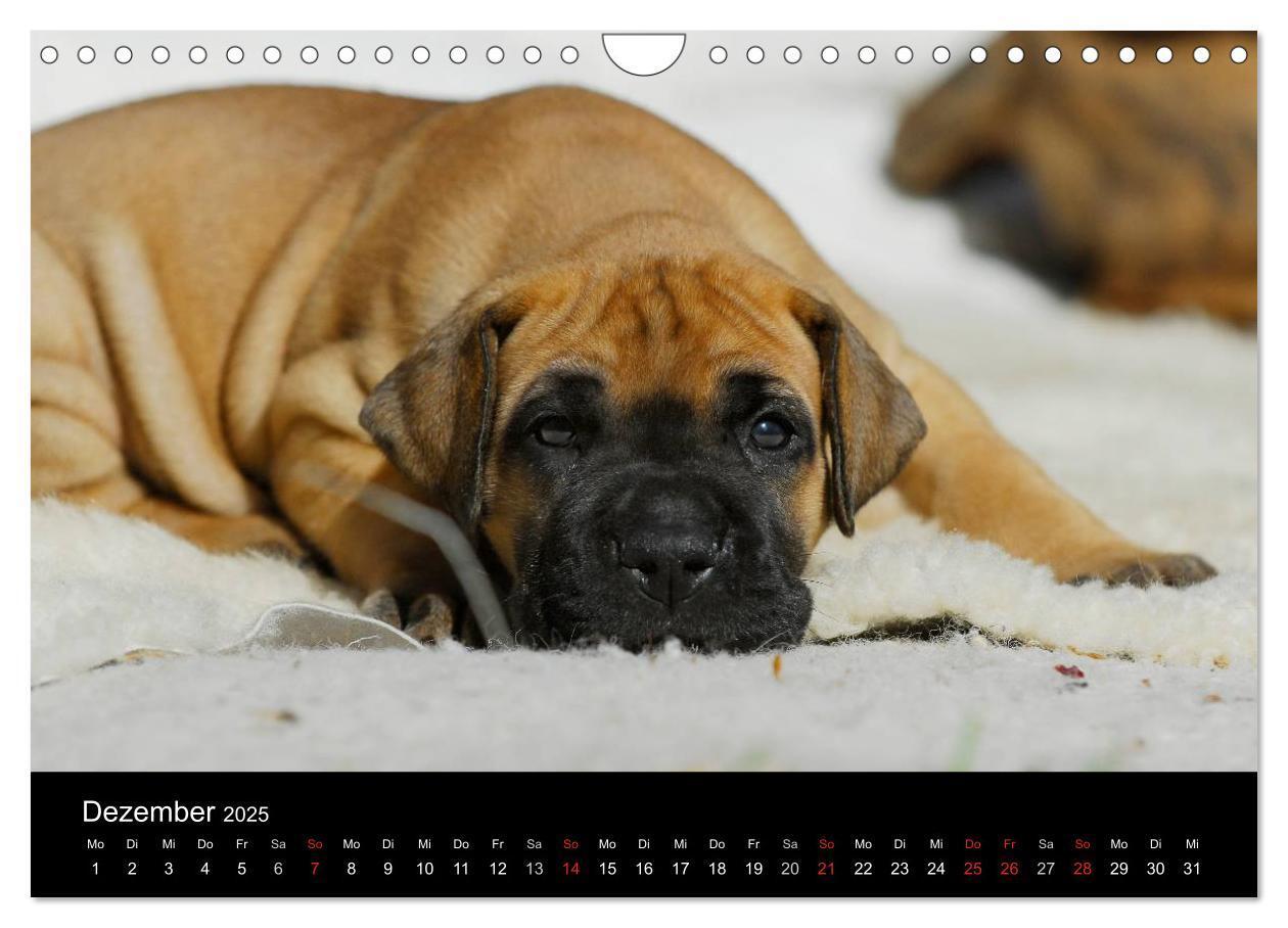 Bild: 9783435762293 | Deutsche Dogge 2025 (Wandkalender 2025 DIN A4 quer), CALVENDO...