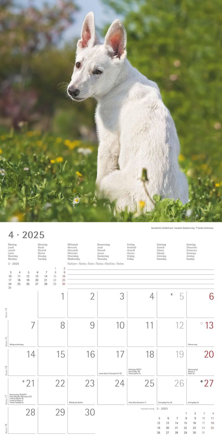 Bild: 4251732340667 | Welpen 2025 - Broschürenkalender 30x30 cm (30x60 geöffnet) -...