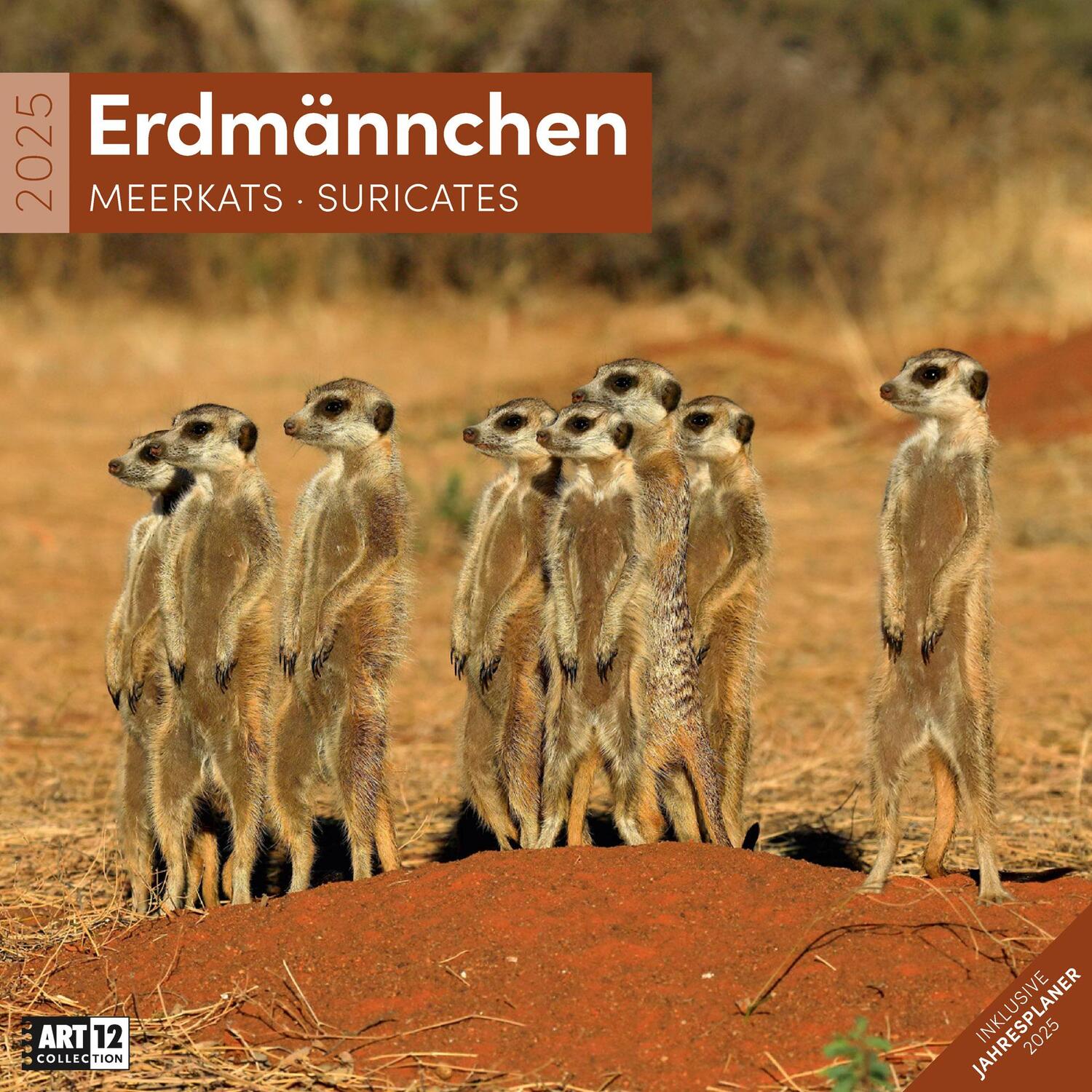 Cover: 9783838445328 | Erdmännchen Kalender 2025 - 30x30 | Ackermann Kunstverlag | Kalender