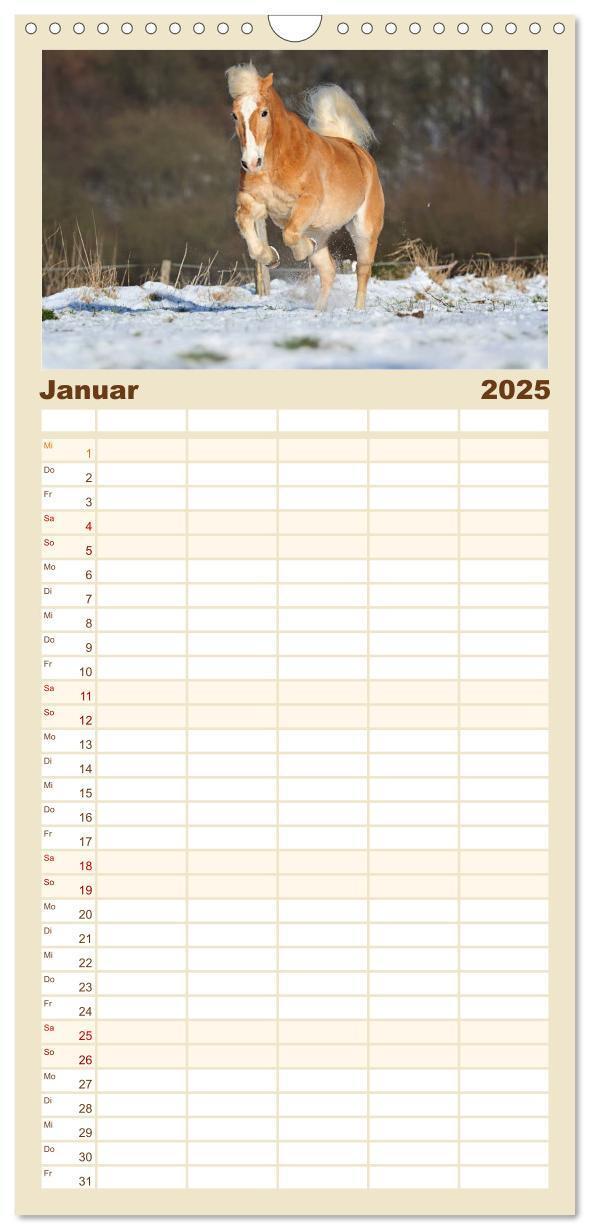 Bild: 9783457123959 | Familienplaner 2025 - Haflinger mit 5 Spalten (Wandkalender, 21 x...