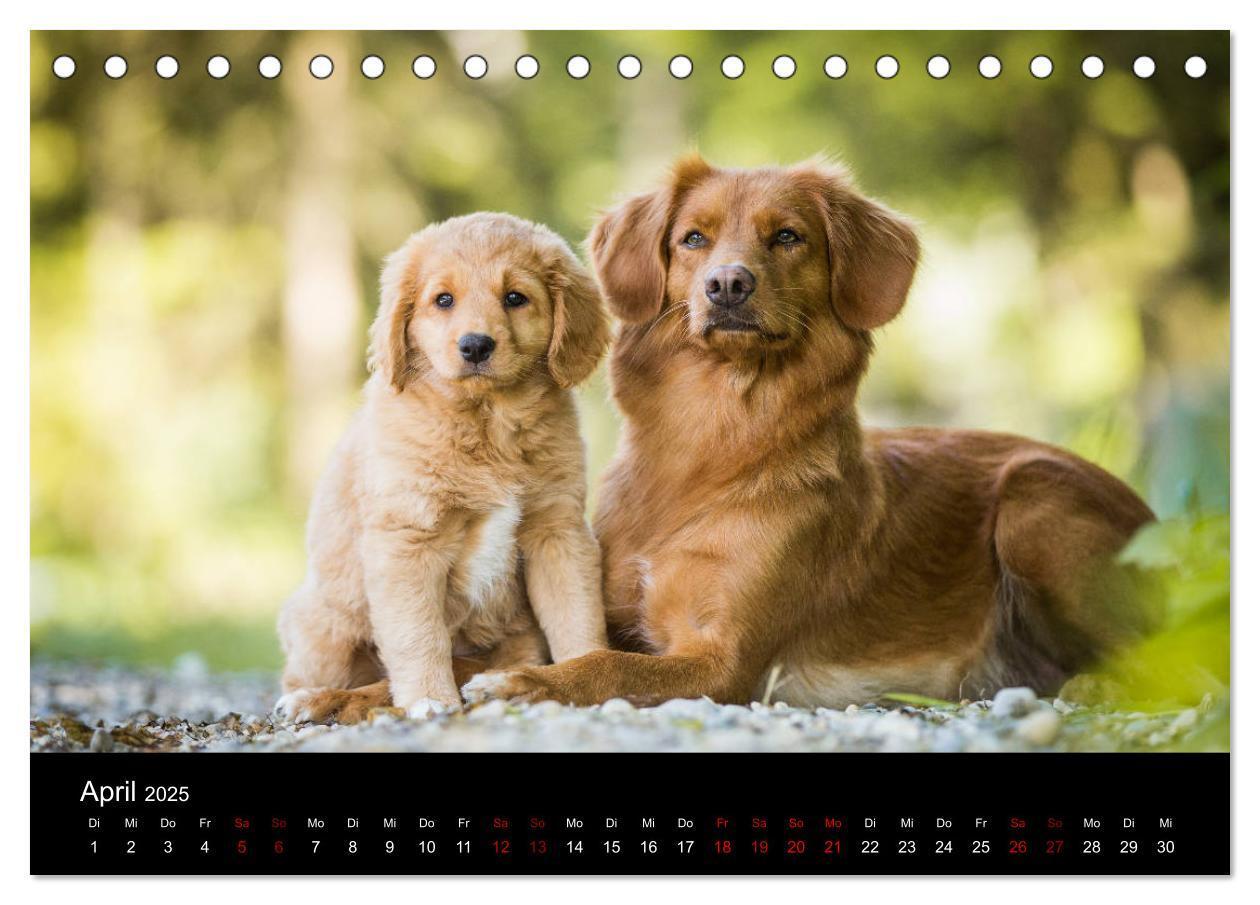 Bild: 9783435383771 | Toller - Nova Scotia Duck Tolling Retriever (Tischkalender 2025 DIN...