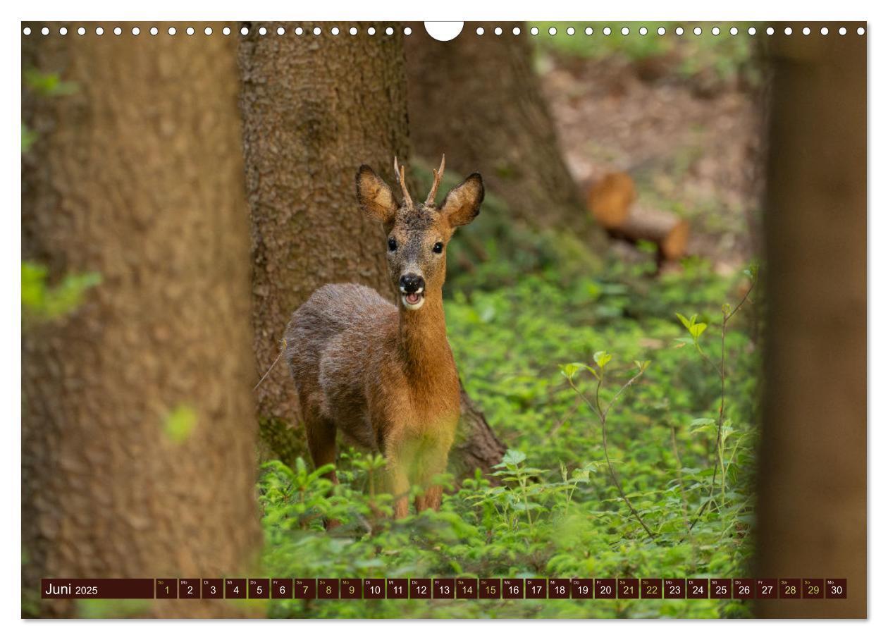 Bild: 9783457175989 | Zauberhafte Wesen - anmutiges Rehwild (Wandkalender 2025 DIN A3...