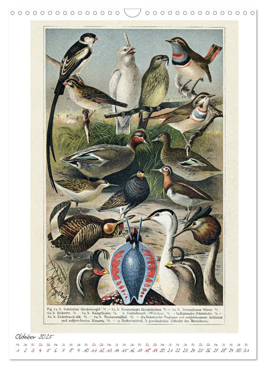 Bild: 9783435978632 | Formenspiele der Evolution. Chromolithographien des 19....