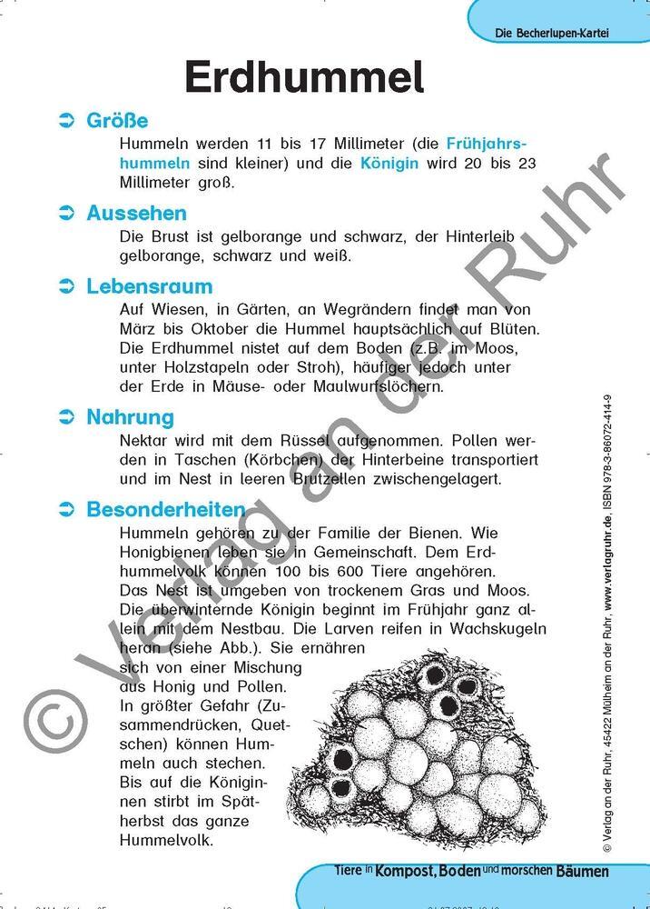 Bild: 9783860724149 | Tiere in Kompost, Boden und morschen Bäumen | Jürgen Dittmann (u. a.)