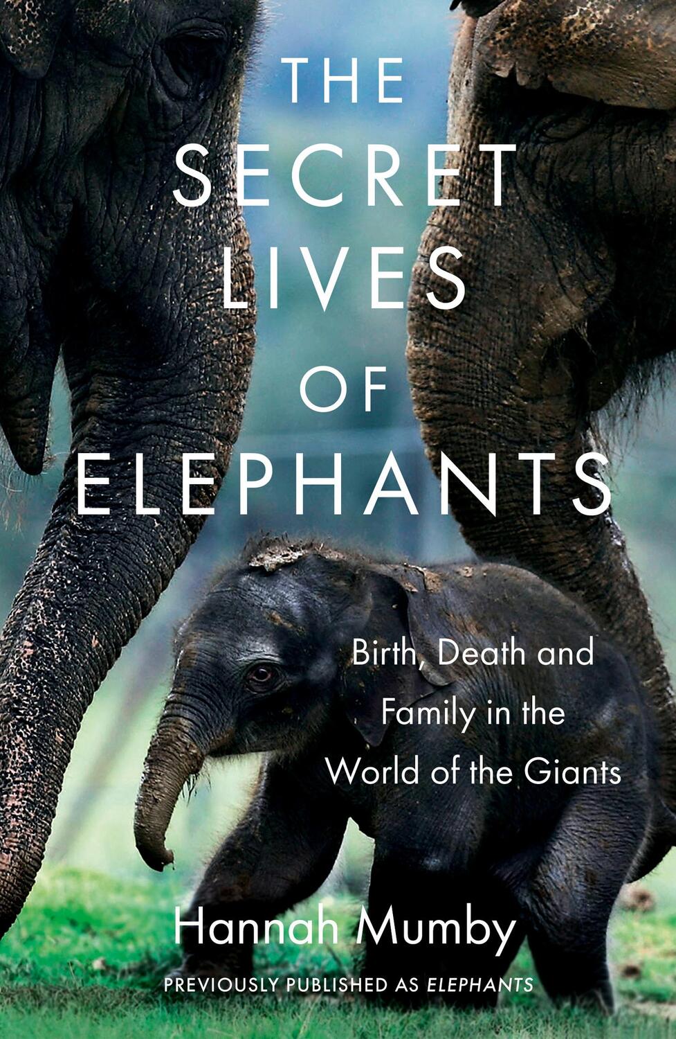 Cover: 9780008331719 | The Secret Lives of Elephants | Hannah Mumby | Taschenbuch | Englisch