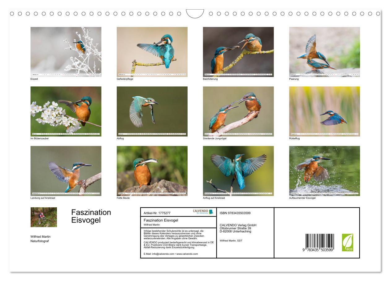 Bild: 9783435503599 | Faszination Eisvogel (Wandkalender 2025 DIN A3 quer), CALVENDO...