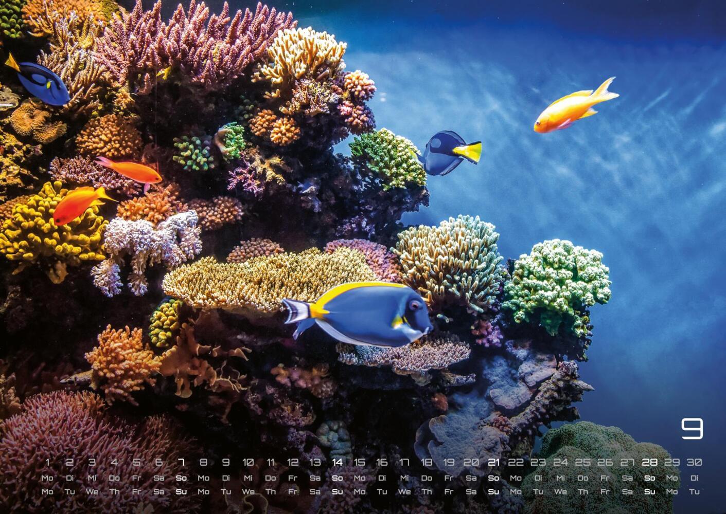 Bild: 9783986734299 | Sealife - verborgene Tiefen - 2025 - Kalender DIN A2 | GP-Fever.de