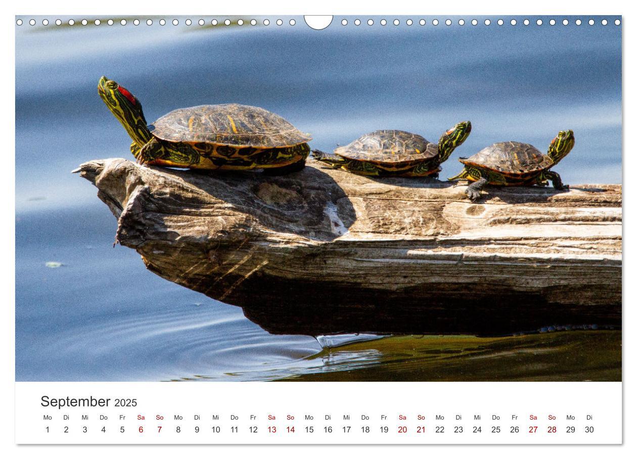 Bild: 9783383997358 | Schildkröten - Die gepanzerten Tiere. (Wandkalender 2025 DIN A3...