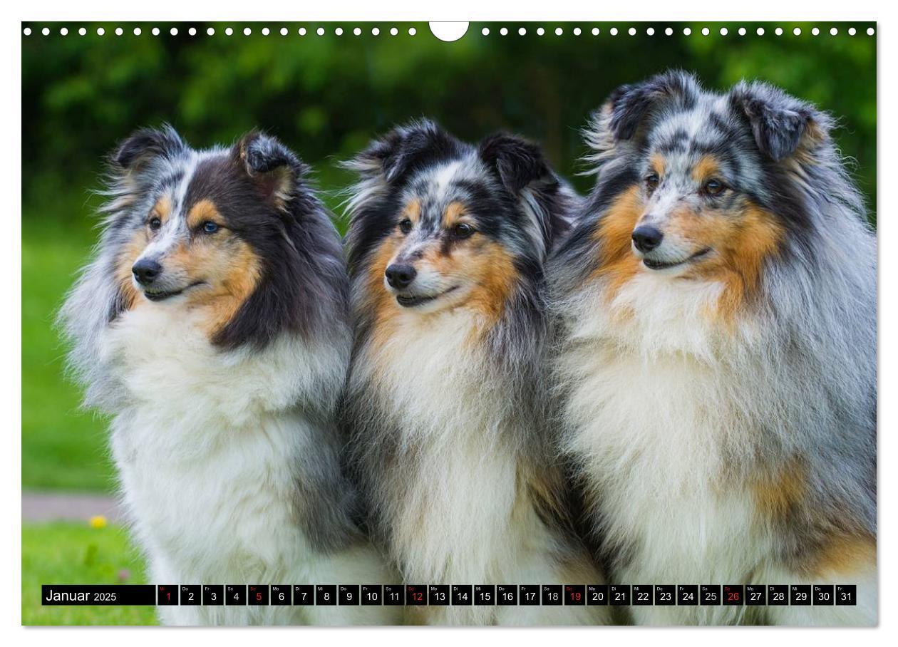 Bild: 9783435569564 | Traumhund Sheltie (Wandkalender 2025 DIN A3 quer), CALVENDO...