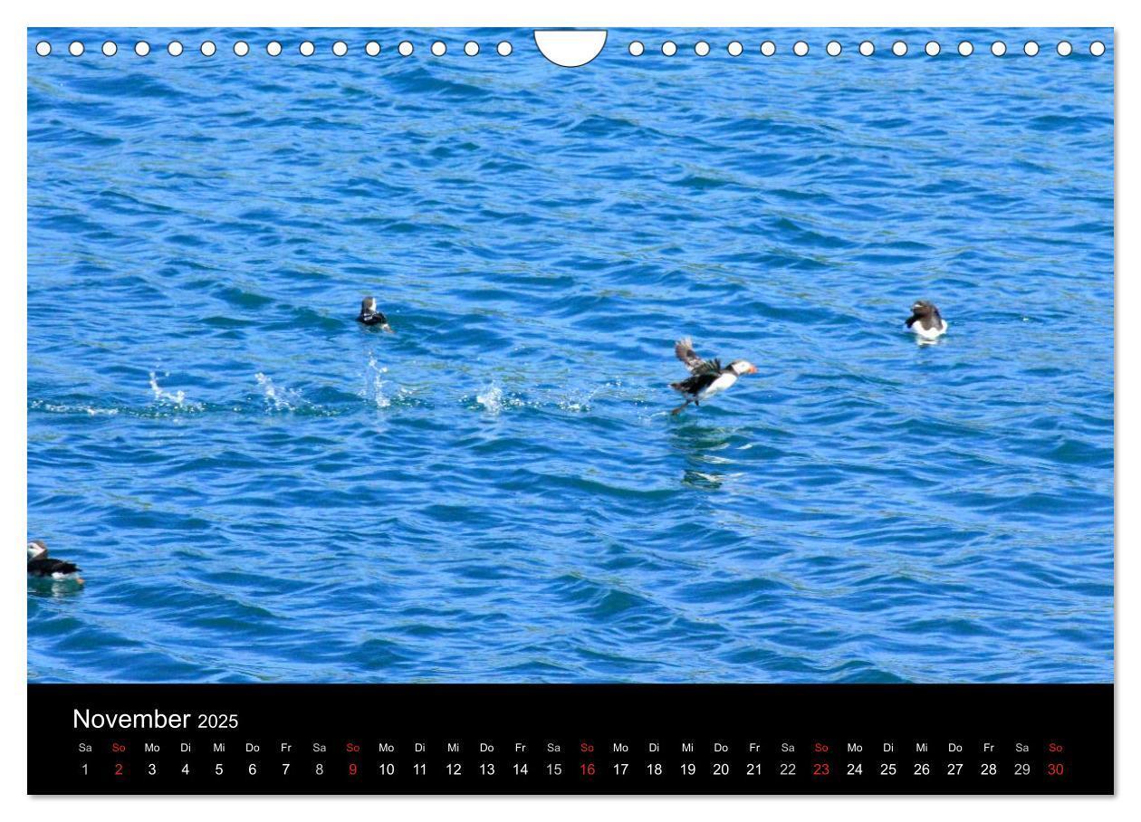 Bild: 9783435808038 | Puffins, Papageitauchern ganz nah (Wandkalender 2025 DIN A4 quer),...