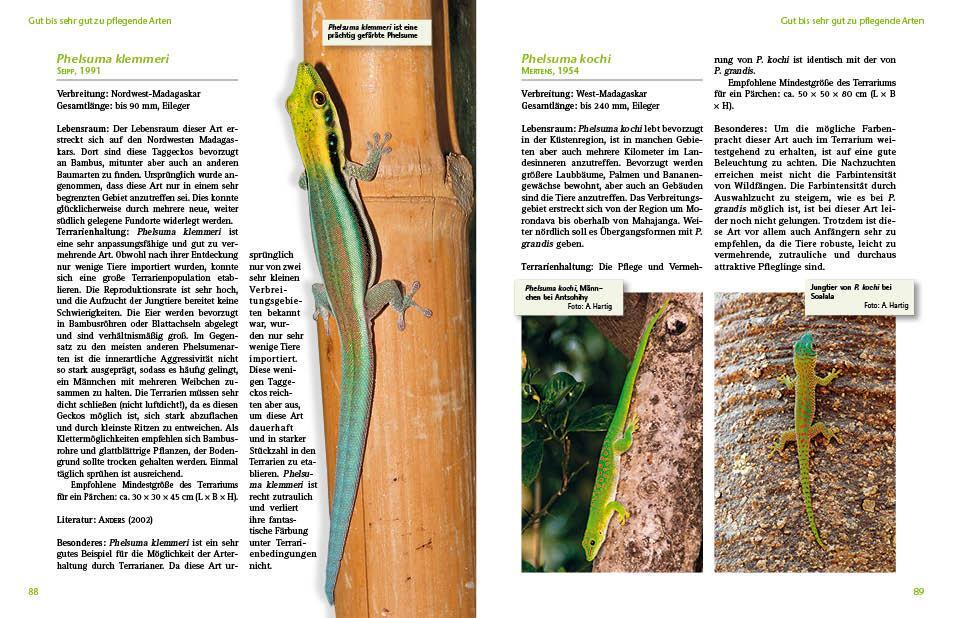 Bild: 9783866592407 | Taggeckos der Gattung Phelsuma | Hans-Peter Berghof | Taschenbuch