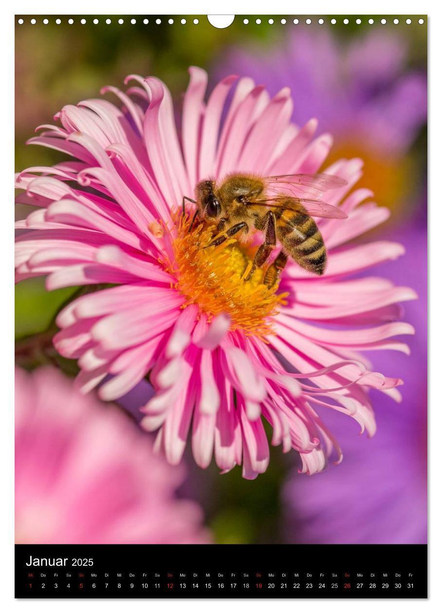 Bild: 9783457052532 | Bienenkalender (Wandkalender 2025 DIN A3 hoch), CALVENDO...