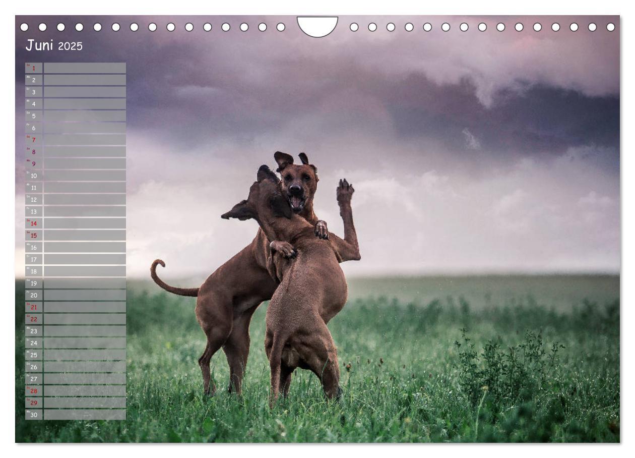 Bild: 9783435358625 | Rhodesian Ridgeback - Herzen auf vier Pfoten (Wandkalender 2025 DIN...