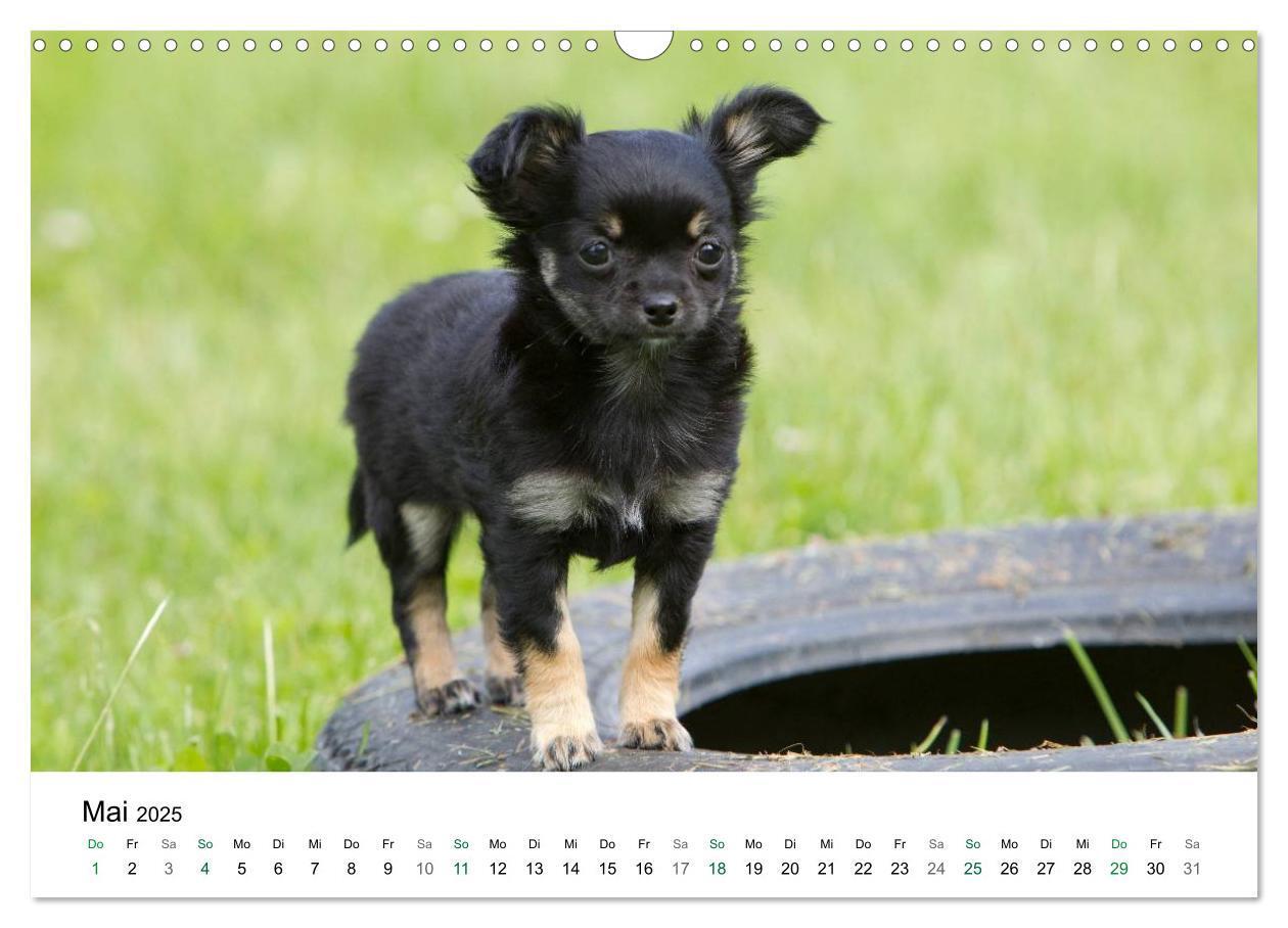 Bild: 9783435772247 | Chihuahuas - kleine Herzensbrecher (Wandkalender 2025 DIN A3 quer),...