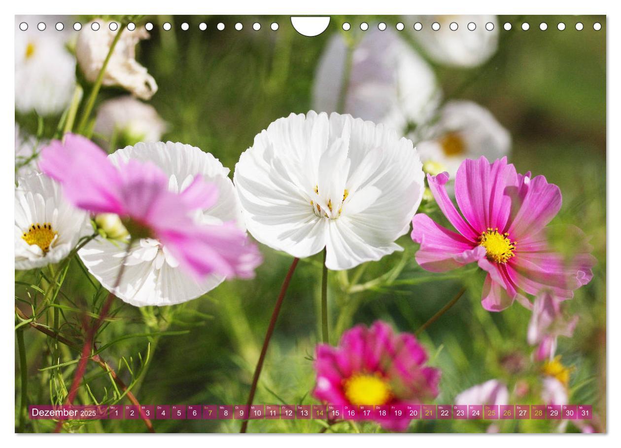 Bild: 9783435173181 | Beschwingte Blumenwelt (Wandkalender 2025 DIN A4 quer), CALVENDO...