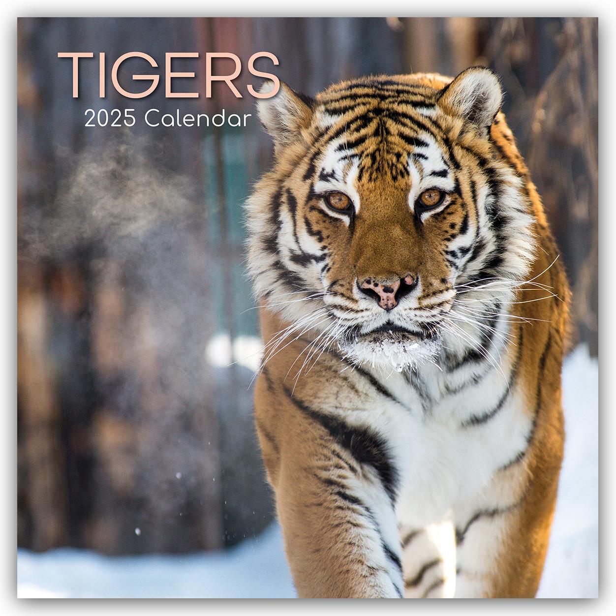 Cover: 9781835362280 | Tigers - Tiger 2025 - 16-Monatskalender | The Gifted | Kalender | 2025