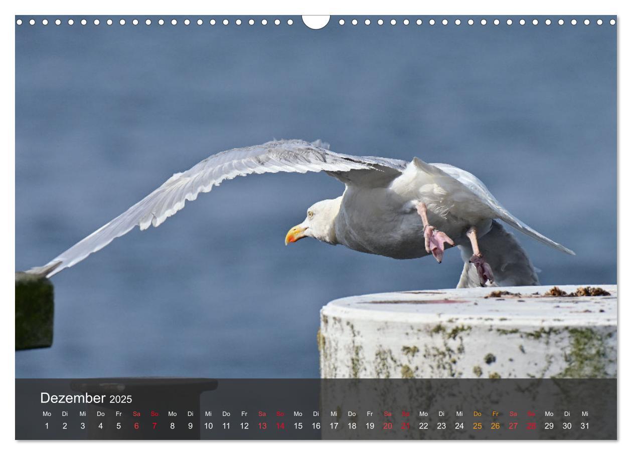 Bild: 9783383926143 | Strand und Küste - Möwen (Wandkalender 2025 DIN A3 quer), CALVENDO...