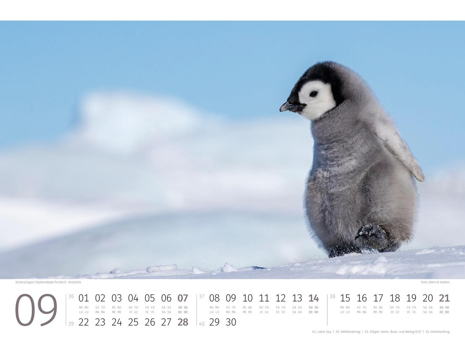 Bild: 9783838425894 | Pinguine Kalender 2025 | Ackermann Kunstverlag | Kalender | 14 S.