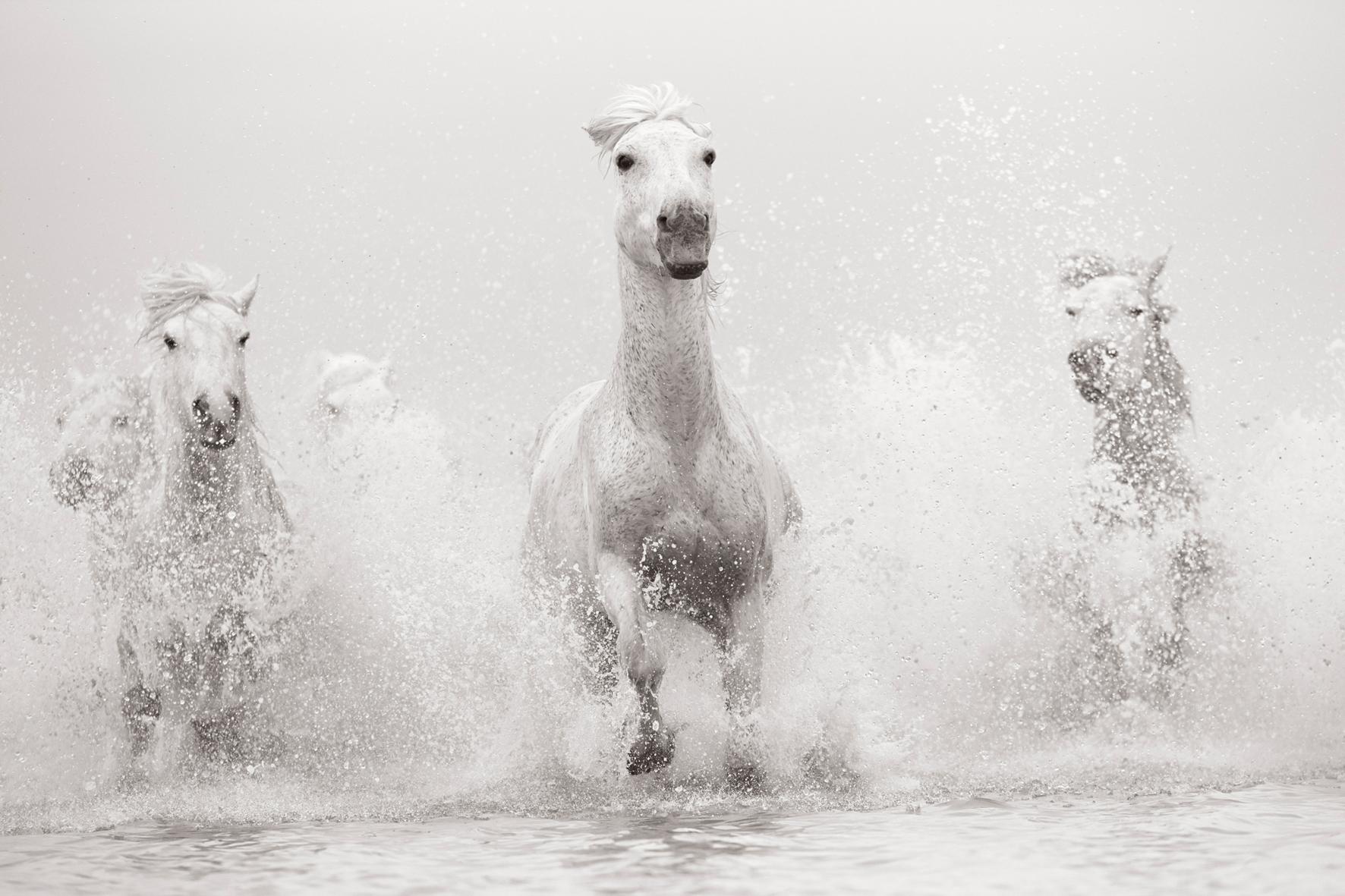 Bild: 9783961715763 | Untamed Spirits: Horses From Around the World | Drew Doggett | Buch