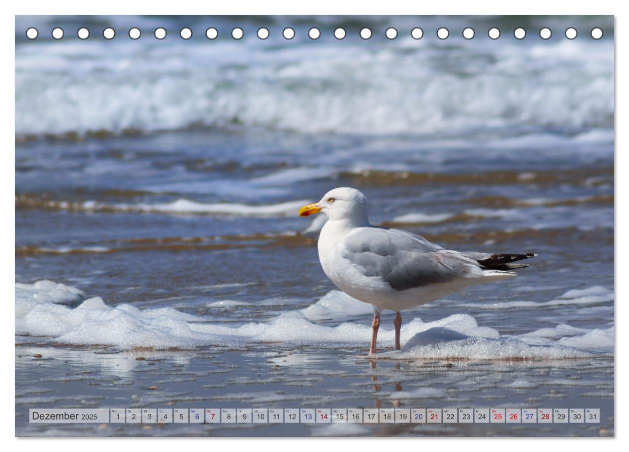 Bild: 9783435105908 | Texel - Kleine Insel, große Vielfalt (Tischkalender 2025 DIN A5...