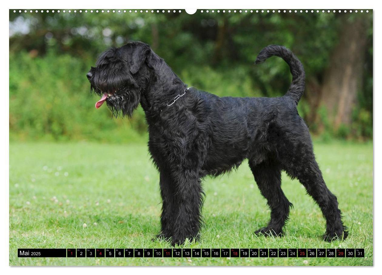 Bild: 9783435572663 | Treuer Freund Riesenschnauzer (hochwertiger Premium Wandkalender...