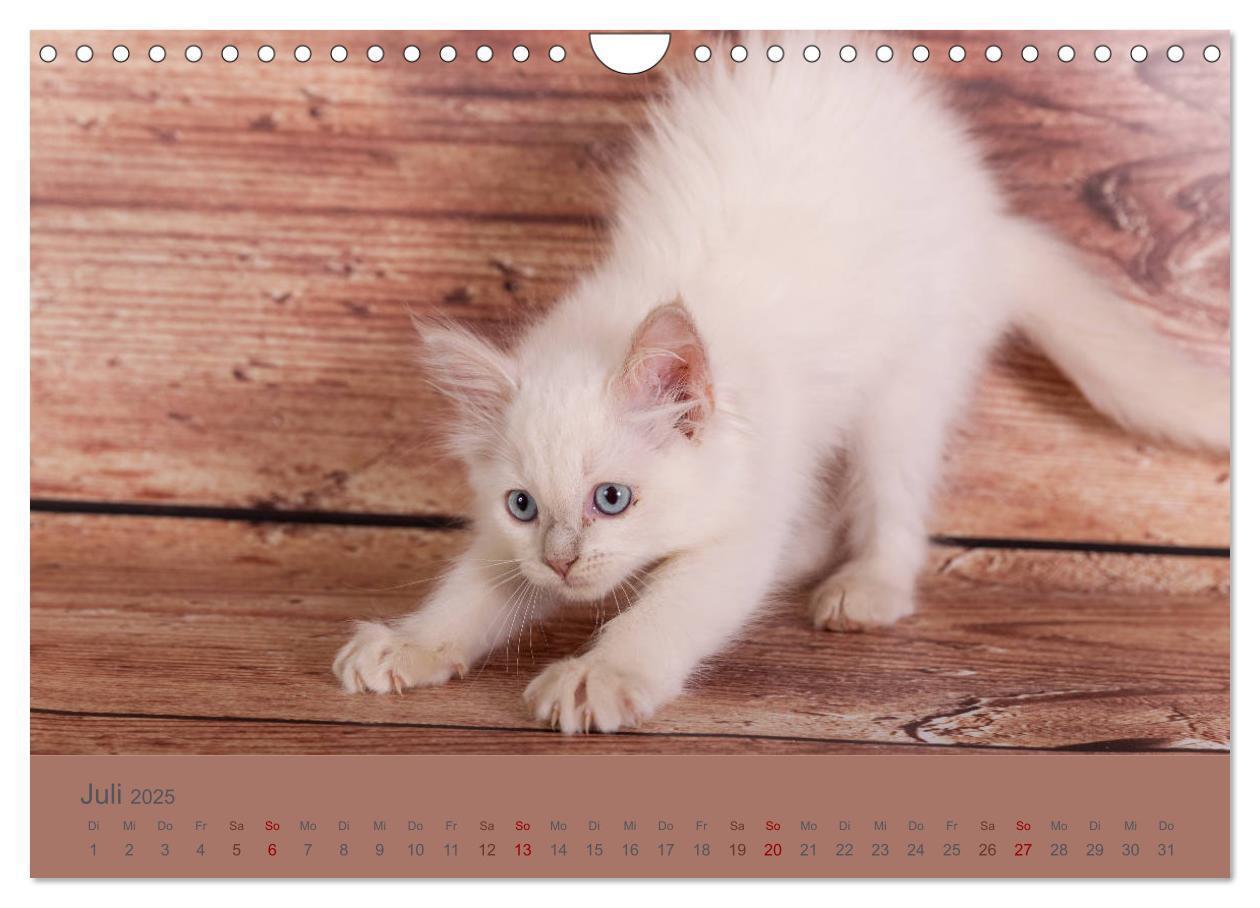 Bild: 9783435341627 | Flauschige Ragdoll Kitten (Wandkalender 2025 DIN A4 quer), CALVENDO...