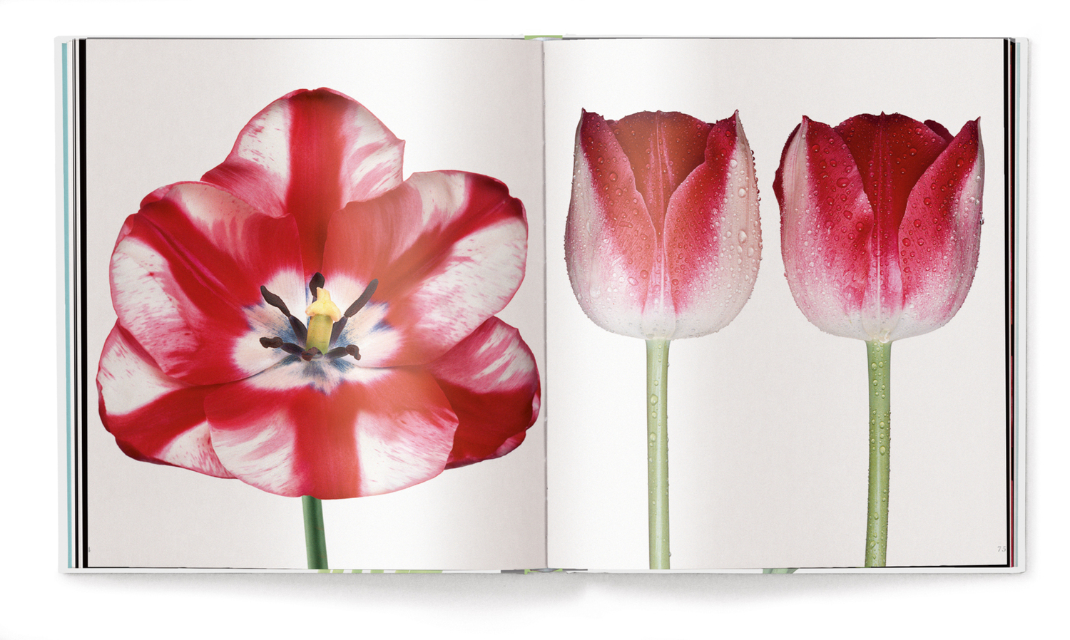 Bild: 9783961712656 | Tulips, small edition | Peter Arnold | Buch | 144 S. | Deutsch | 2020