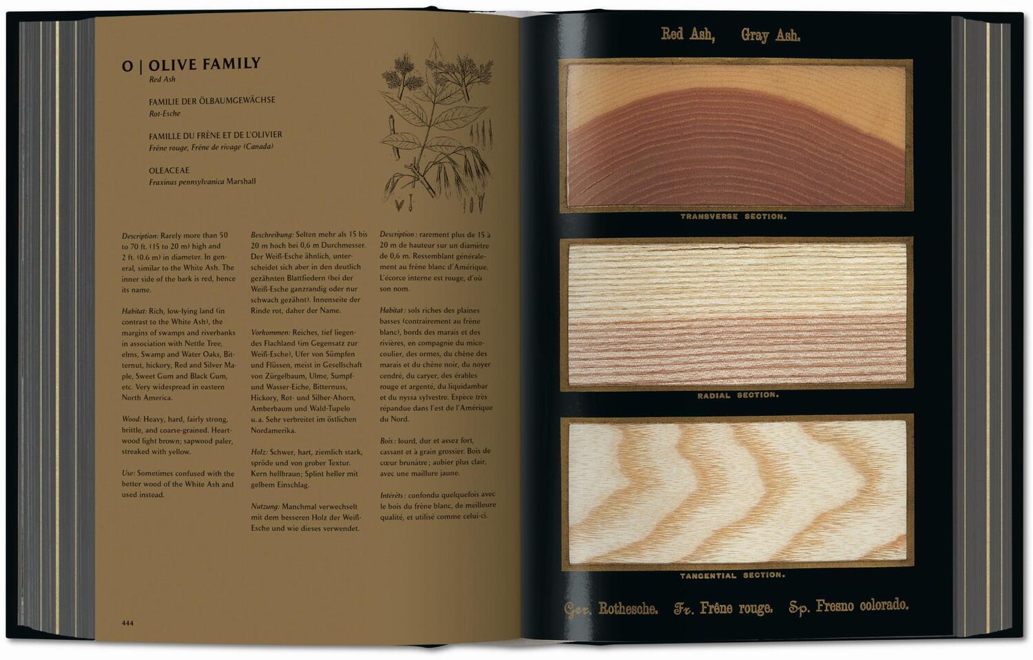 Bild: 9783836580618 | Romeyn B. Hough. The Woodbook. The Complete Plates | Leistikow | Buch