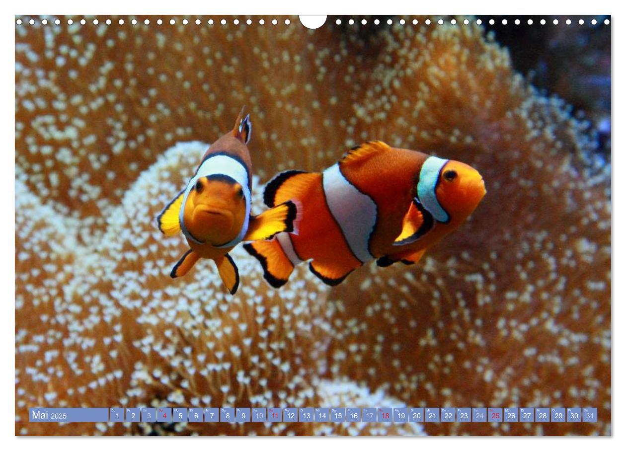 Bild: 9783435758760 | Bunte Welt der Fische (Wandkalender 2025 DIN A3 quer), CALVENDO...