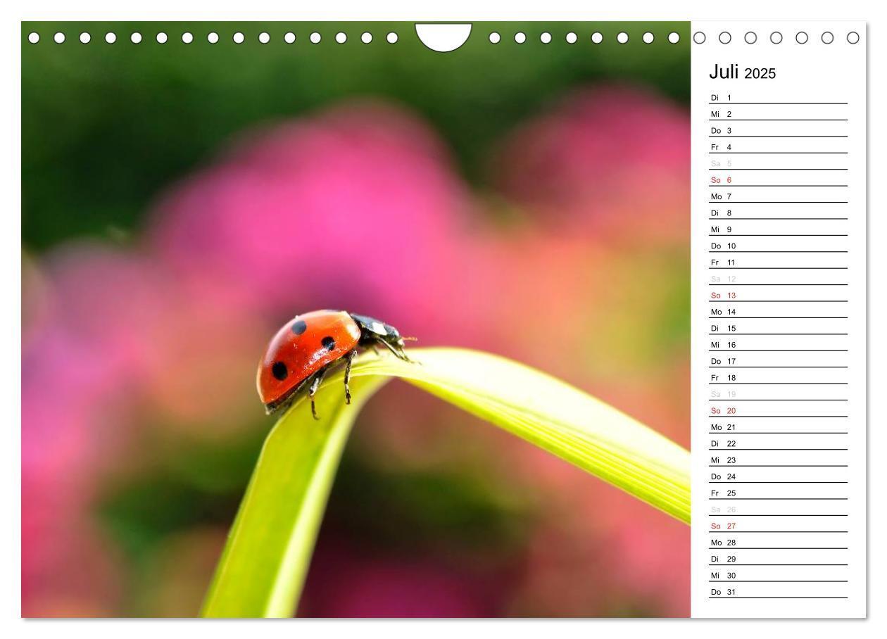 Bild: 9783435787418 | Marienkäfer 2025 (Wandkalender 2025 DIN A4 quer), CALVENDO...