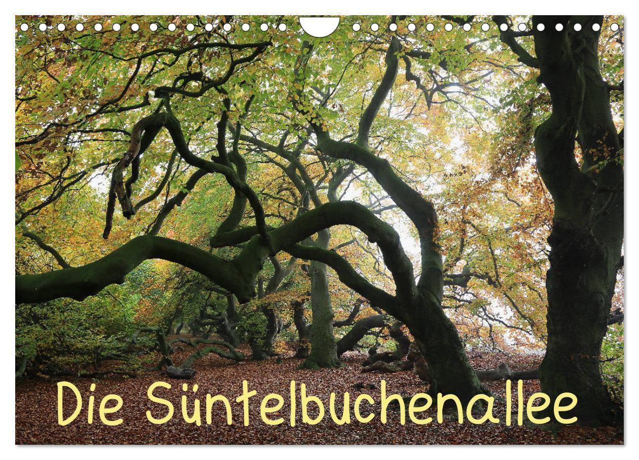 Cover: 9783435428243 | Die Süntelbuchenallee (Wandkalender 2025 DIN A4 quer), CALVENDO...