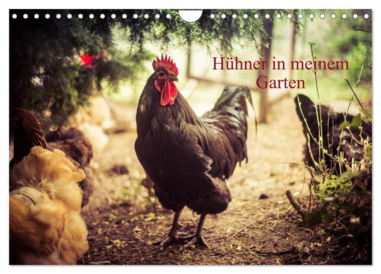 Cover: 9783675893207 | Hühner in meinem Garten (Wandkalender 2024 DIN A4 quer), CALVENDO...