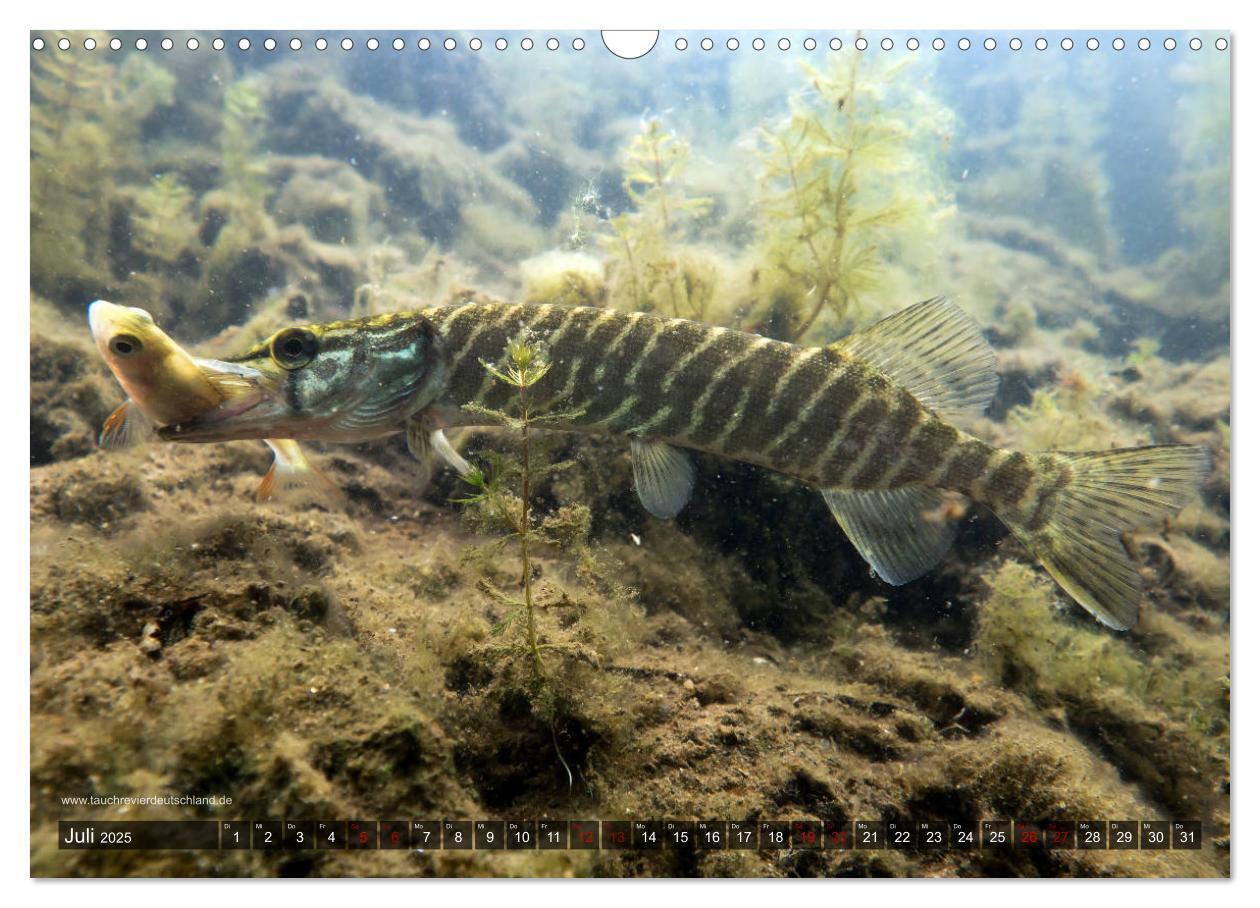 Bild: 9783435425600 | Tauchrevier Deutschland - Der Hecht (Esox lucius) (Wandkalender...