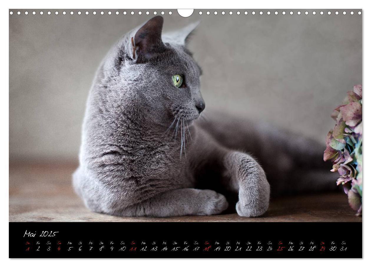 Bild: 9783435837335 | Katzen 2025 (Wandkalender 2025 DIN A3 quer), CALVENDO Monatskalender