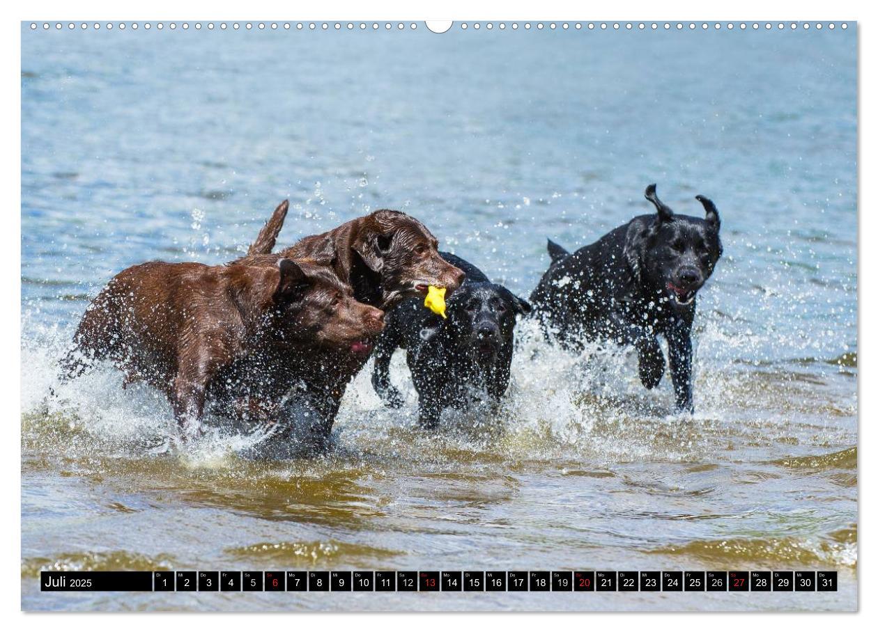 Bild: 9783435640805 | Labrador Retriever - ein Herz auf 4 Pfoten (Wandkalender 2025 DIN...