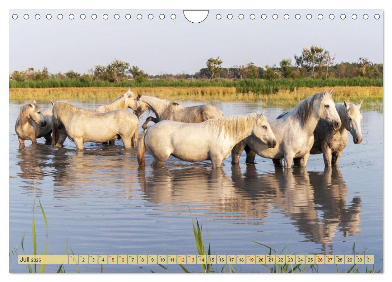 Bild: 9783383828287 | Die wilden Pferde der Camargue (Wandkalender 2025 DIN A4 quer),...