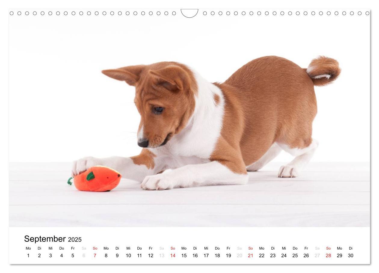 Bild: 9783435464982 | Allerliebste Basenji Welpen 2025 (Wandkalender 2025 DIN A3 quer),...