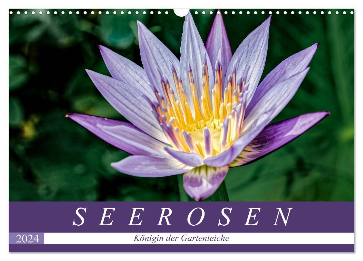Cover: 9783383233357 | Seerosen - Königin der Gartenteiche (Wandkalender 2024 DIN A3...