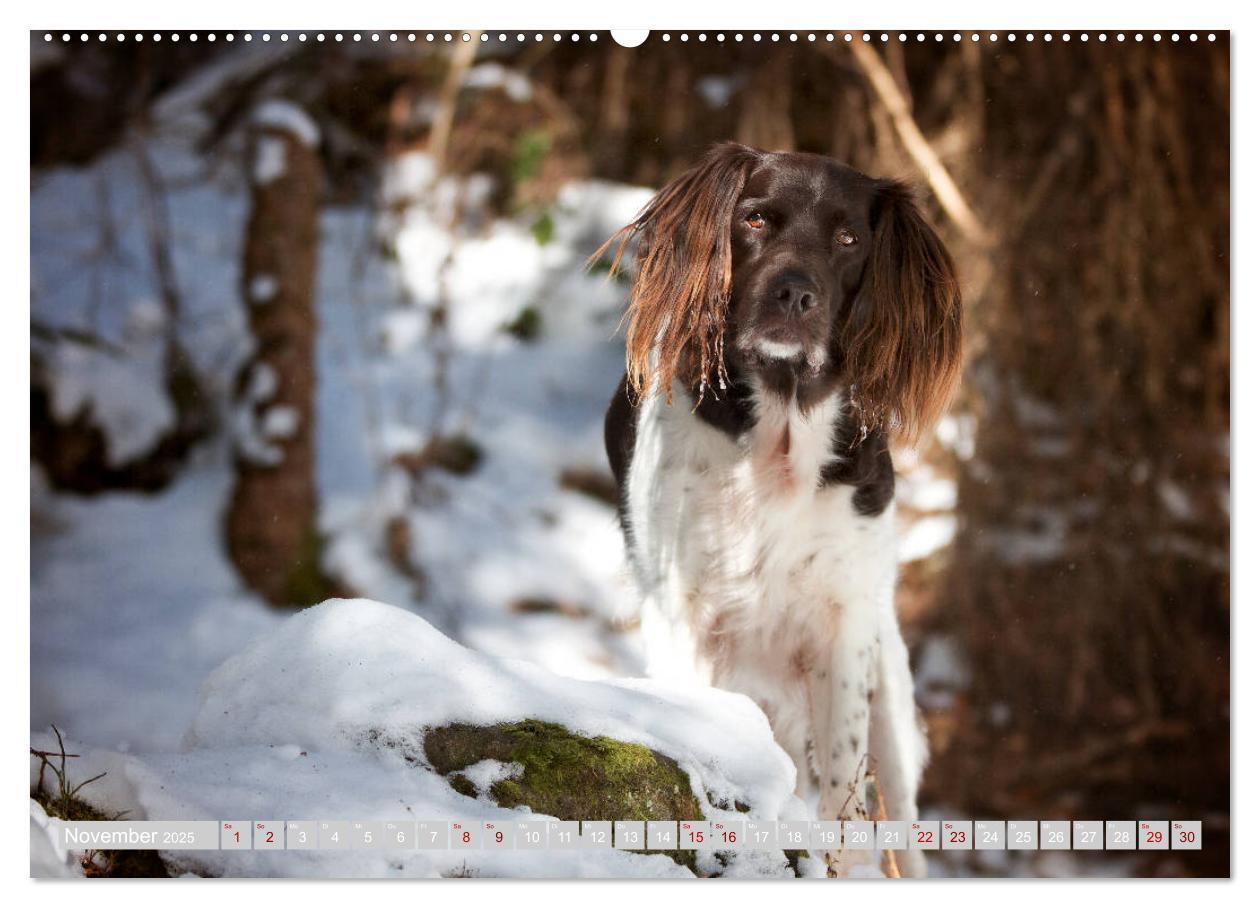 Bild: 9783435264285 | Passion Jagdhund - Kleiner Münsterländer (Wandkalender 2025 DIN A2...