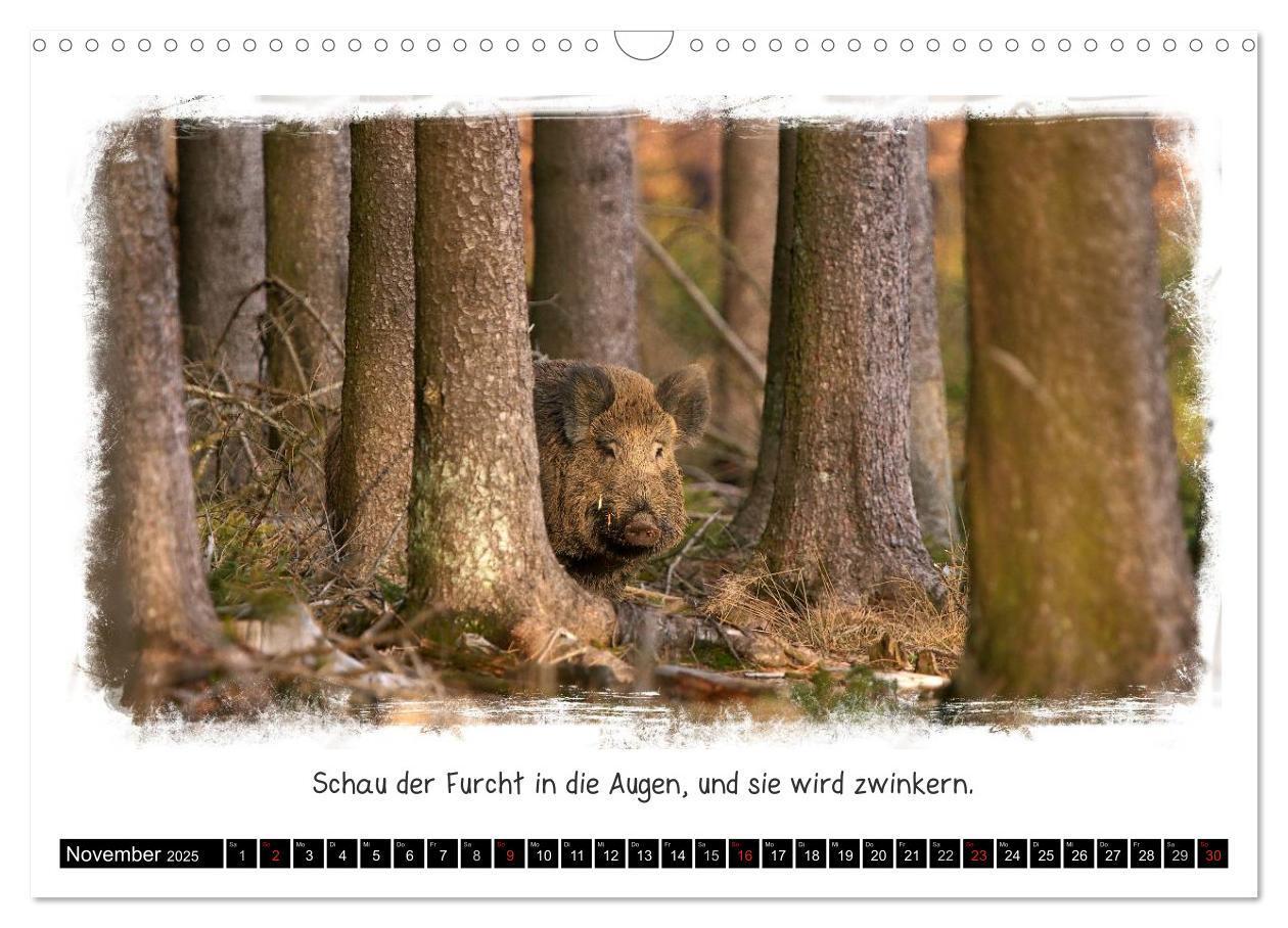 Bild: 9783435606658 | Tierisch witzig (Wandkalender 2025 DIN A3 quer), CALVENDO...