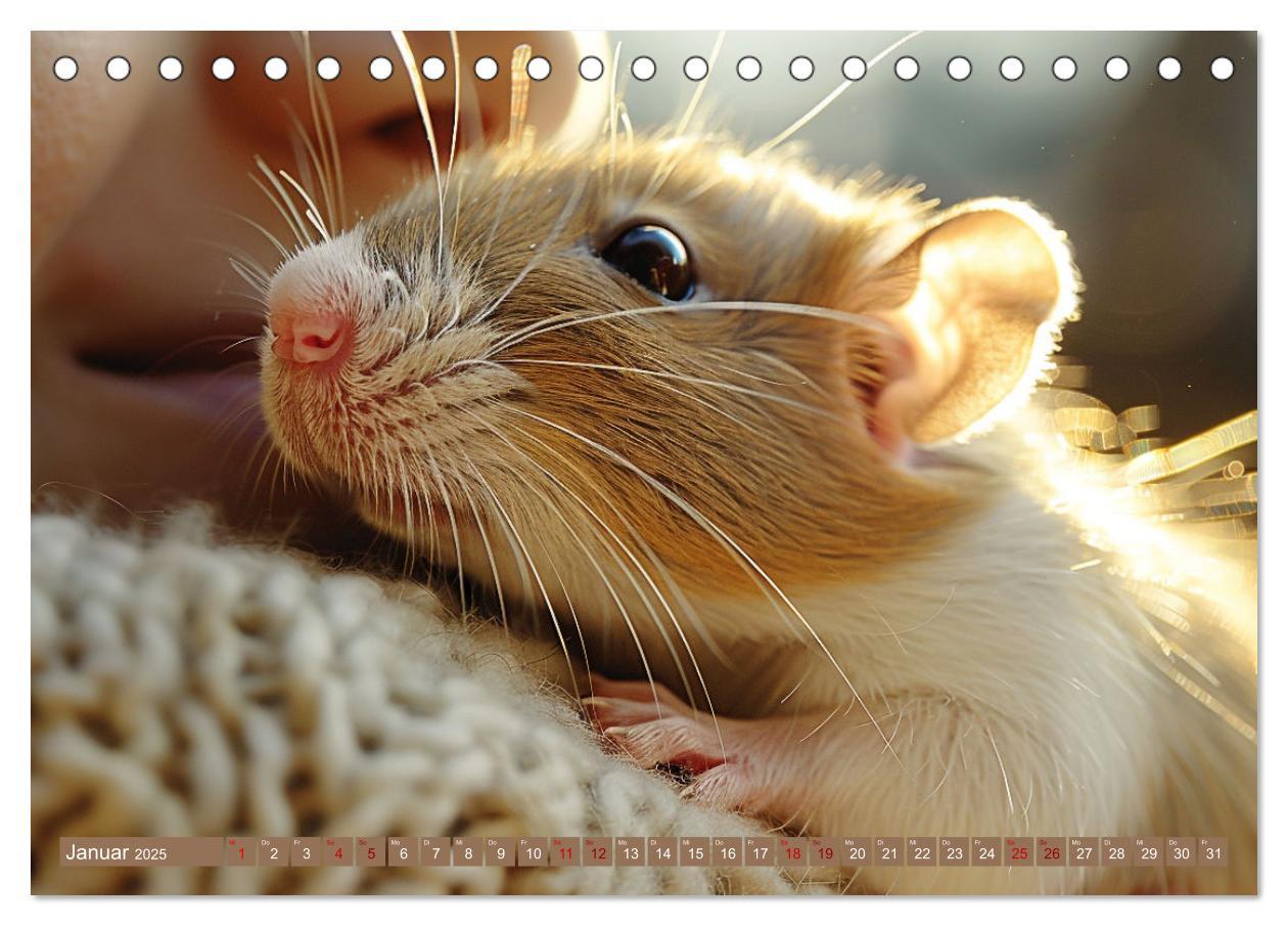 Bild: 9783383813948 | Mein bester Kumpel ist eine Ratte (Tischkalender 2025 DIN A5 quer),...